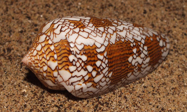 Cloth of gold cone snail (Cylindrus textile textile)