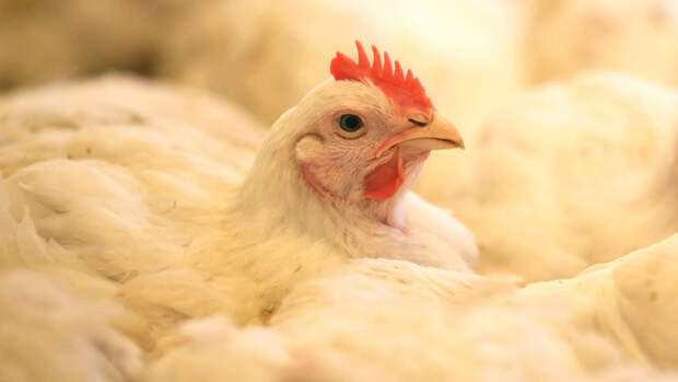 В Подмосковье на новой птицефабрике будут производить полмиллиона яиц в год