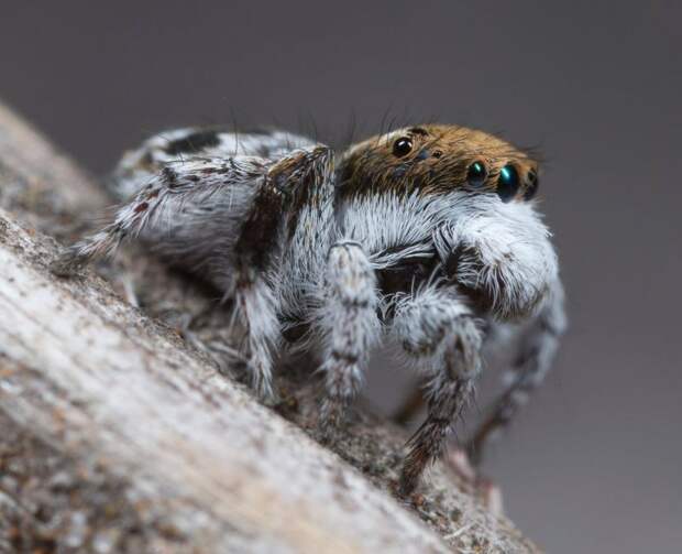 Австралийские павлиньи пауки, которые ведут себя, как собаки и кошки
