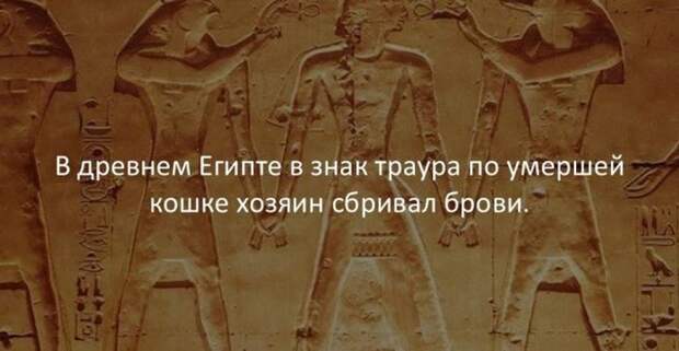 Интересные факты (40 картинок)