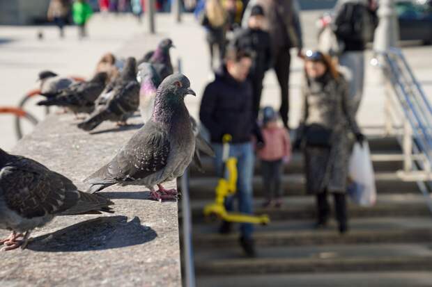 Москвичам пообещали скорое потепление