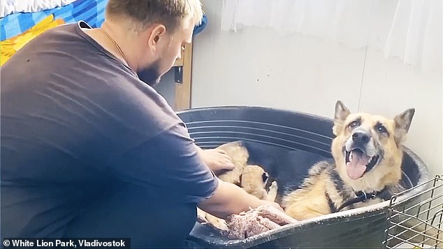 Собака, которая терпеть не может кошек, взялась выкармливать двух львят