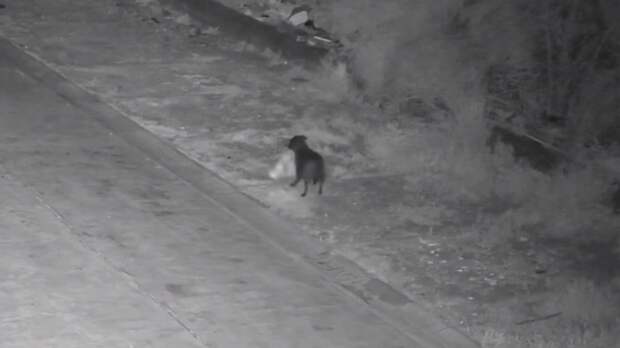 Чтобы не попасть на камеры, итальянец поручил выброс мусора собаке