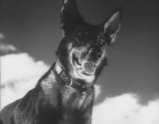 Чем знаменита собака, для которой Сталин отдал свою шинель? вов, история, собака