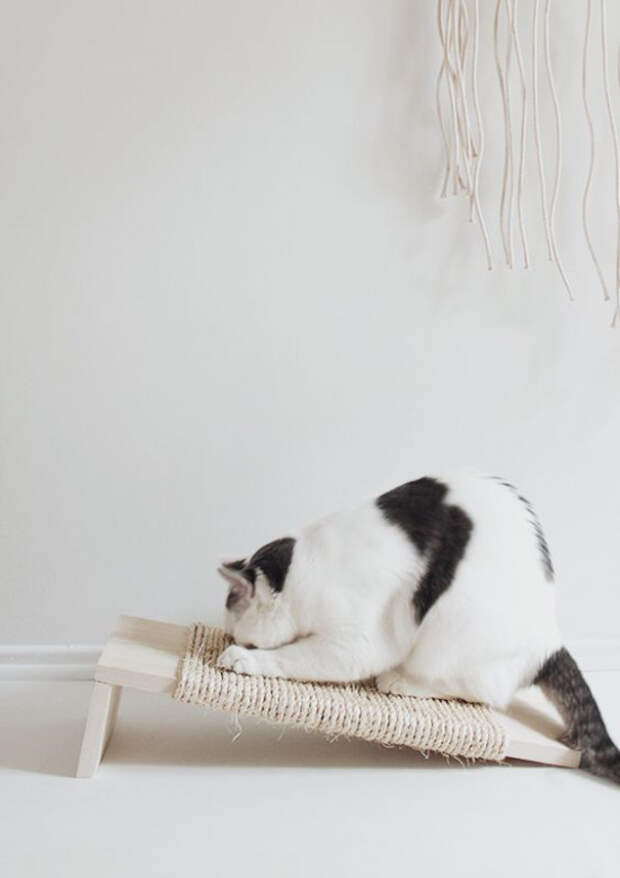Дом, в котором живет кот: несколько идей для комфортной жизни вашего любимца