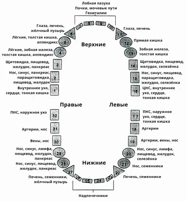 Может ли нижний зуб отдавать в верхний. Седьмой зуб снизу слева. Проекция органов на зубы.