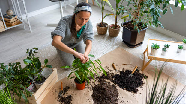 Пять признаков, что пора пересаживать комнатные растения