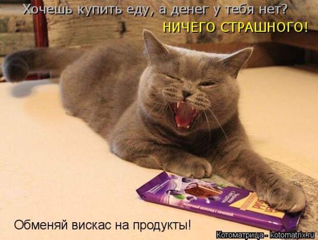 Лучшие котоматрицы недели (50 фото)