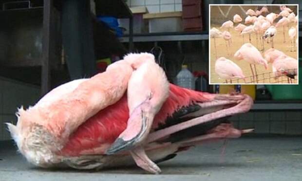 Малолетки забили до смерти фламинго в зоопарке дети, жестокость, животные, зоопарк, фламинго