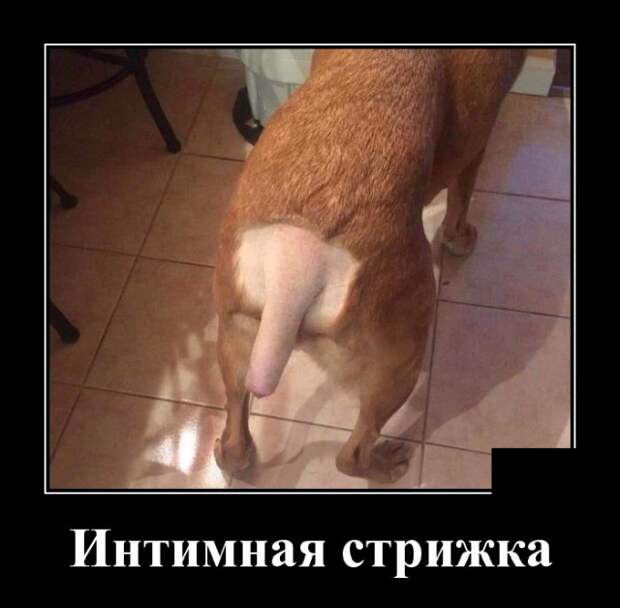 Демотиваторы (30 фото)