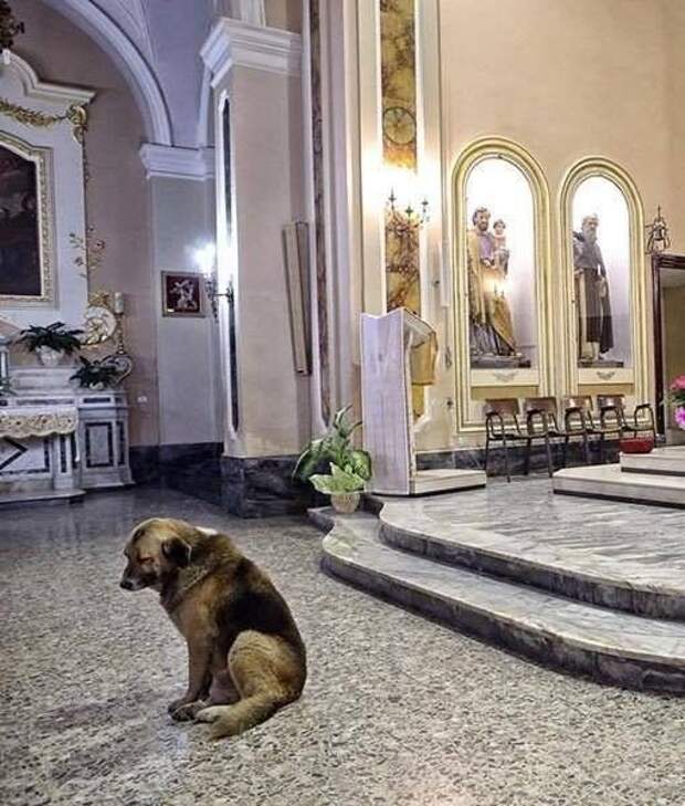 Собака ежедневно приходит в церковь и ждет хозяйку