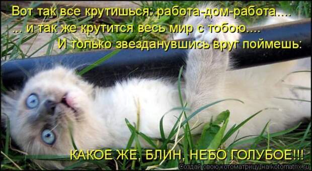 Лучшие котоматрицы недели