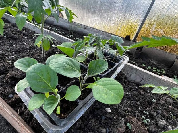 Можно ли вырастить крепкую рассаду без ламп? Честный ответ опытных огородников