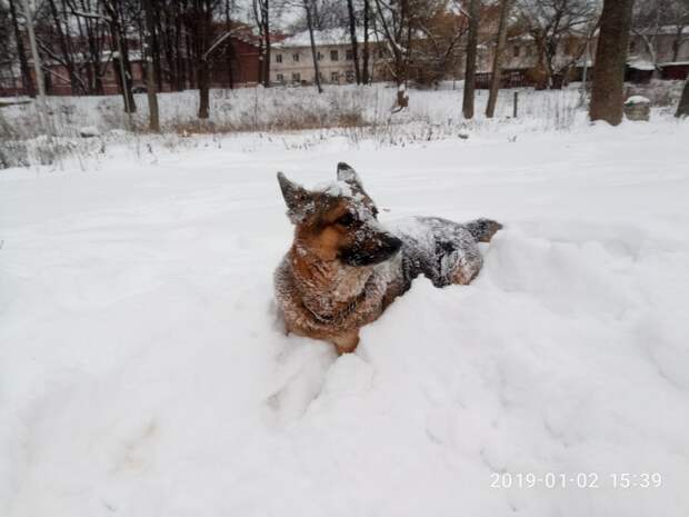 собака в снегу