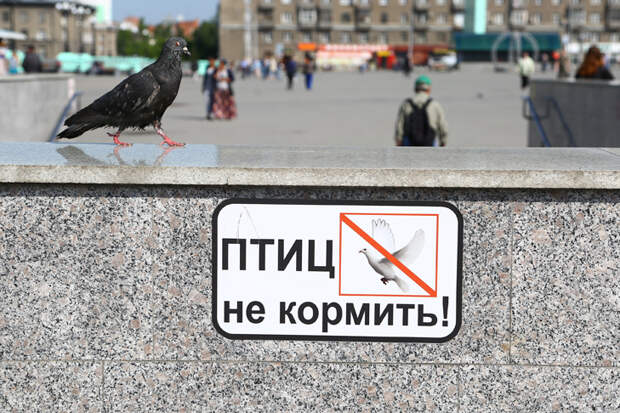 Первые бёрдхантеры появились в Новосибирске — они травят голубей