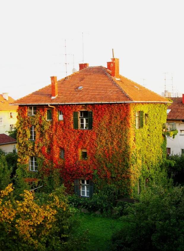 Дома, утопающие в зелени ivy19 727x990 Дома, утопающие в зелени