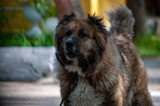 В Красноярске владелица алабая привязала собаку к машине и протащила по дороге