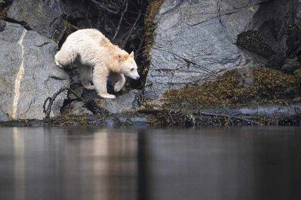 Кермодские медведи не являются ни родственниками белых медведей, ни альбиносами Британская Колумбия, животные, канада, кермодский медведь, природа, фото, фотограф