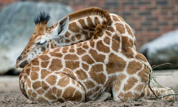 Жирафы спят как стоя, так и лежа