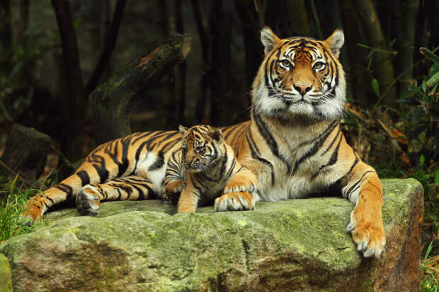 Интересные факты. Тигры животные, факты