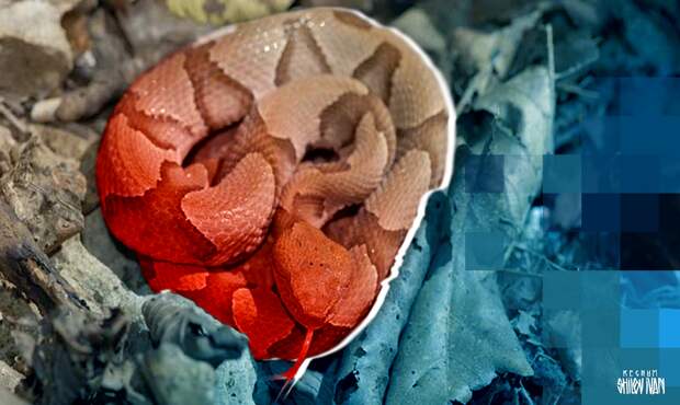 Российские туристы нашли змею в шланге стиральной машинки в Таиланде