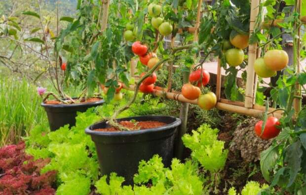 Соседство салата и томатов - выгодный тандем / Фото: superdom.ua