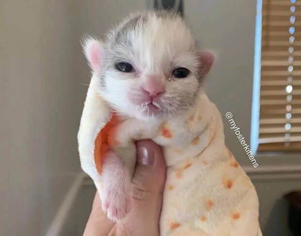 Без кота и жизнь не та