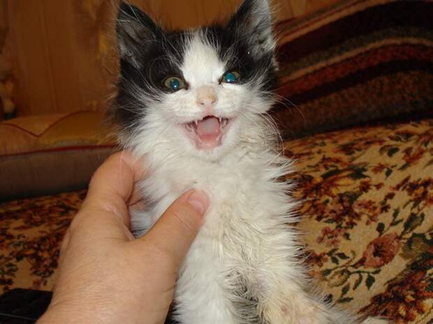 котенок плачет