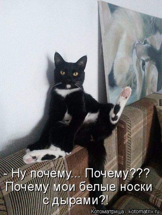 Свежая котоматрица на Бугаге (37 фото)