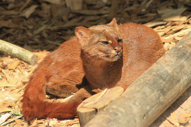 jaguarundis1