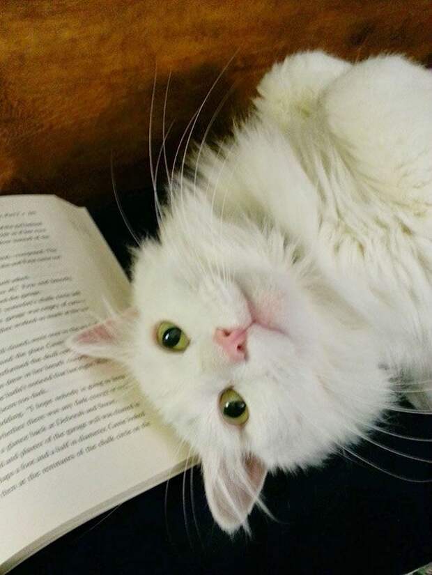 Кошки против книг, кошки которые мешают читать