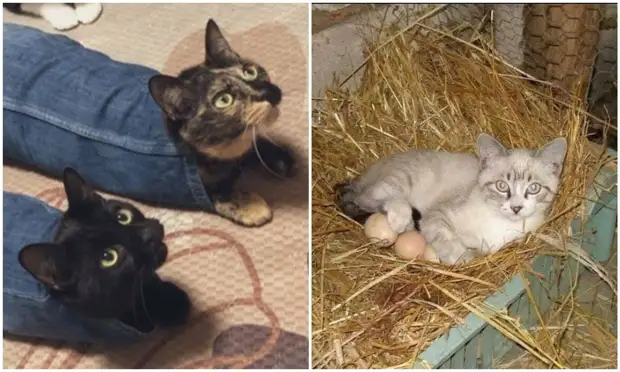 «Я – кот. Мне так удобно»: 20+ котеек, которые оказались в самых неожиданных местах