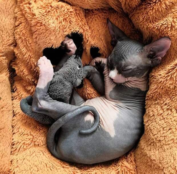 Котята-сфинксы - очаровательные монстрики! домашние любимцы, животные, котята, кошки, красота, мило, очаровательно, сфинксы