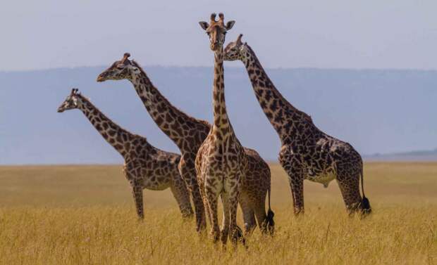 Шея жирафа очень длинная