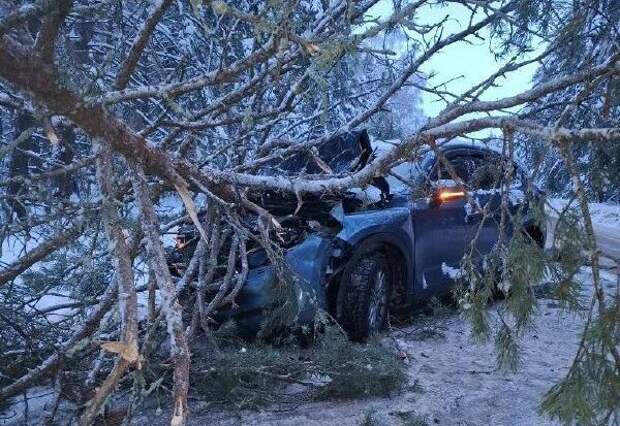 Упавшее дерево разбило автомобиль в Рязанской области