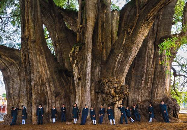 Как выглядит дерево Туле, древний кипарис в Мексике с самым толстым в мире стволом