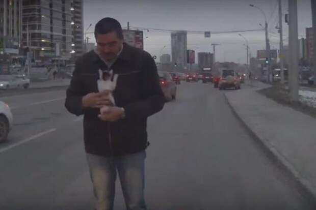 В Новосибирске водитель спас котенка на дороге. И тот, будто в благодарность, сразу пополз, цепляясь за куртку своего спасителя. Фото: скриншот из видео.