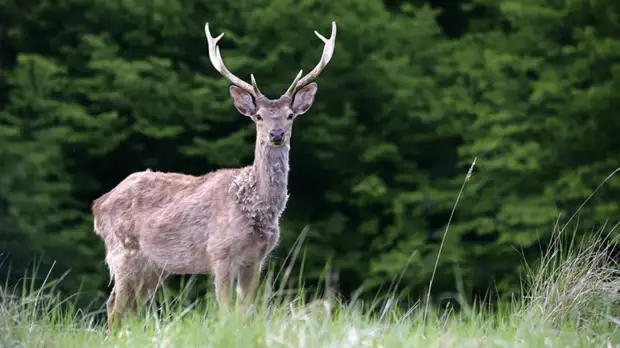 Биолог прокомментировал рост численности северных оленей и лосей на Ямале