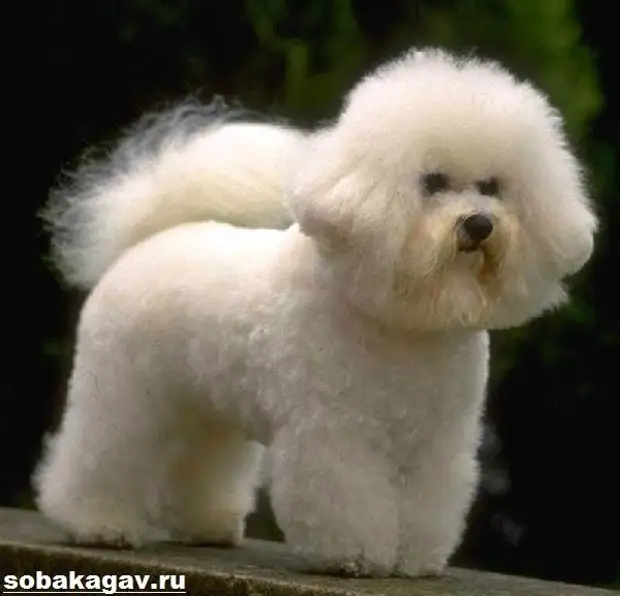 Бишон фризе собака. Описание, особенности, уход и цена бишон фризе