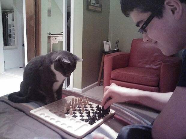 Чтобы расслабится, этот кот играет в шахматы, а не пьёт с друзьями животные, коты, прикол