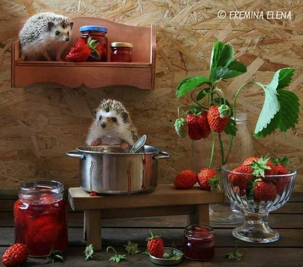 Тайная жизнь домашних ежиков Тайная жизнь домашних ежиков