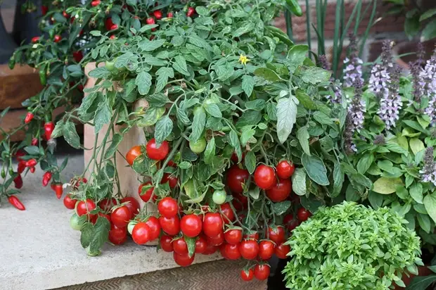 Выращивание томата черри на подоконнике
