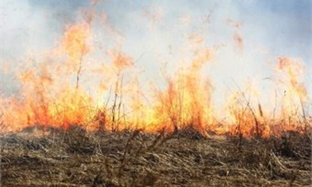 Из-за поджога в Череповце выгорело 39 гектар