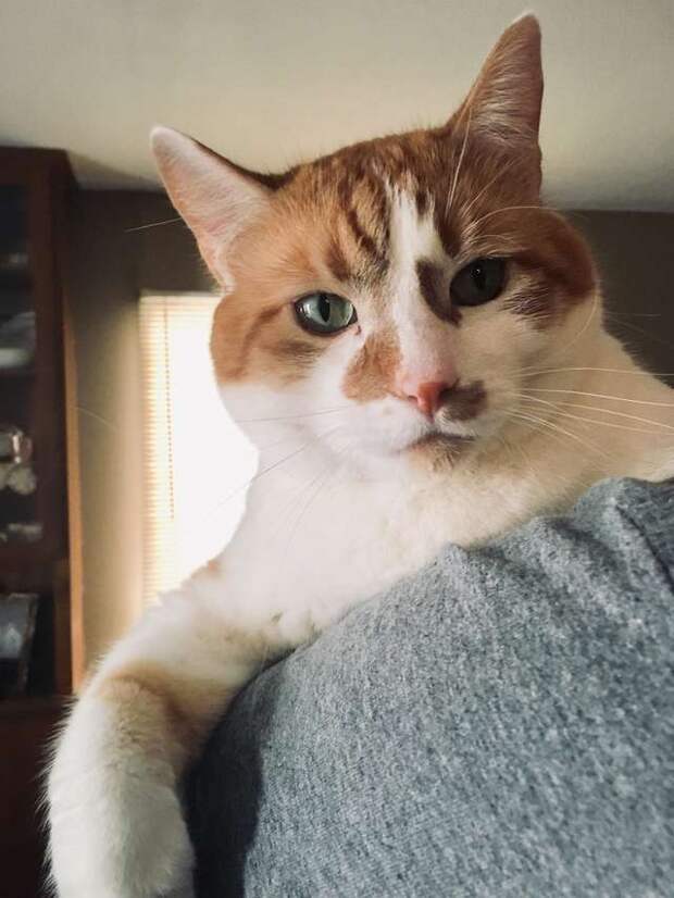 кот на диване