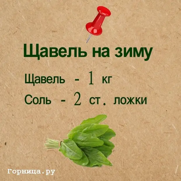 Как закрыть щавель без соли. Чем полезен щавель. Чем полезен щавель для организма. Щавель польза. Щавель польза и вред для здоровья.