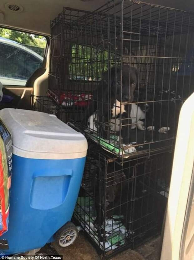 Более 100 котов и собак были спасены из одного вонючего дома в Техасе взаперти, жара, животные, зоозащитники, котики, собаки, спасли, техас