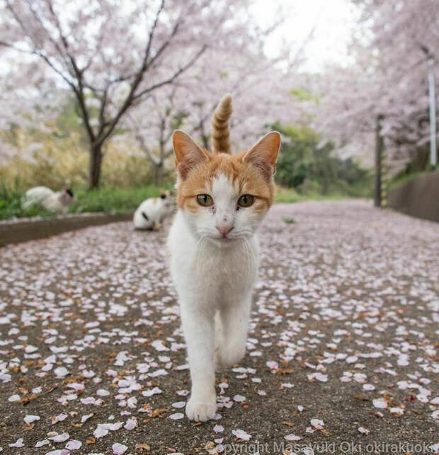 Уличные котики Токио на снимках Масаюки Оки