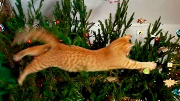 Новогодняя котоВасия