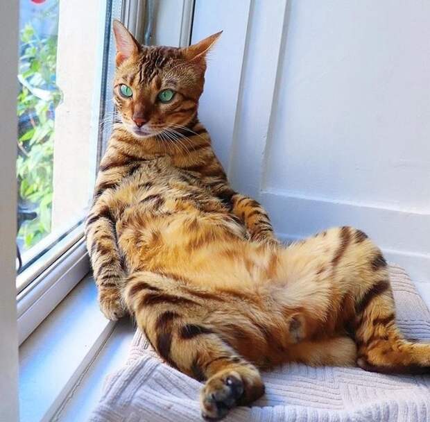 Думы о высоком гифки, коты, фото