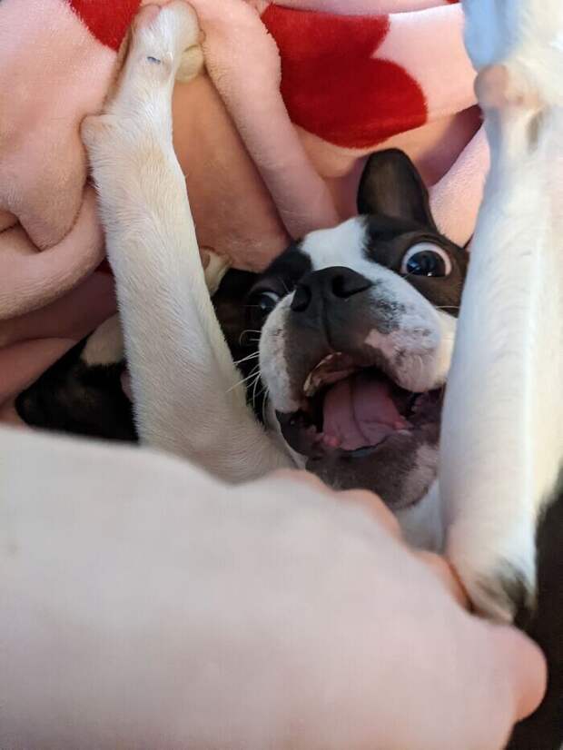 Bigpicture.ru забавных фото с животными, которые гарантированно поднимут вам настроение